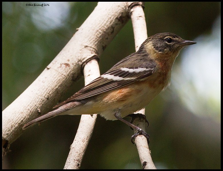 _6SB2123 bay-breasted warbler female.jpg